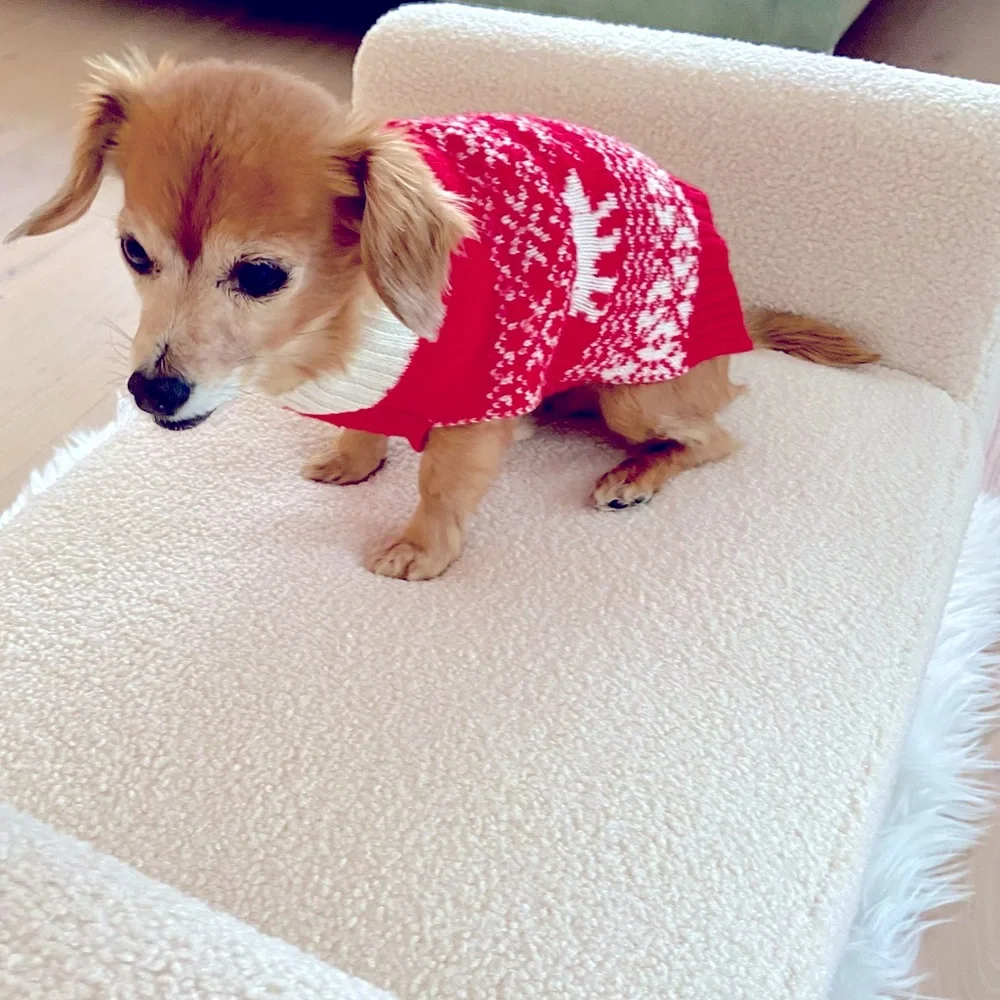 Small dog sweater🐕🐕